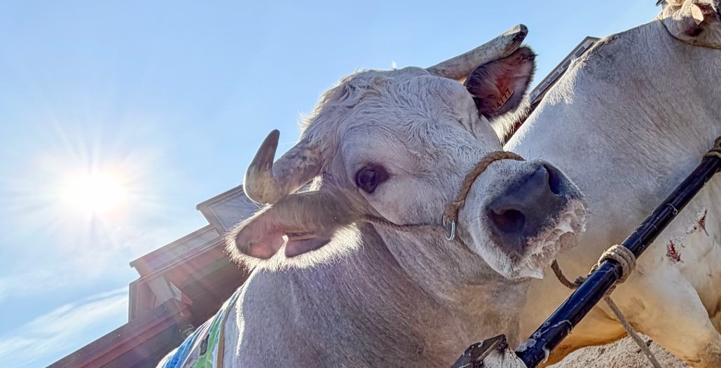 Everest, bue grasso più pesante di Andrea Migliore di Caraglio, alla Fiera del Bue Grasso 2025 Carrù