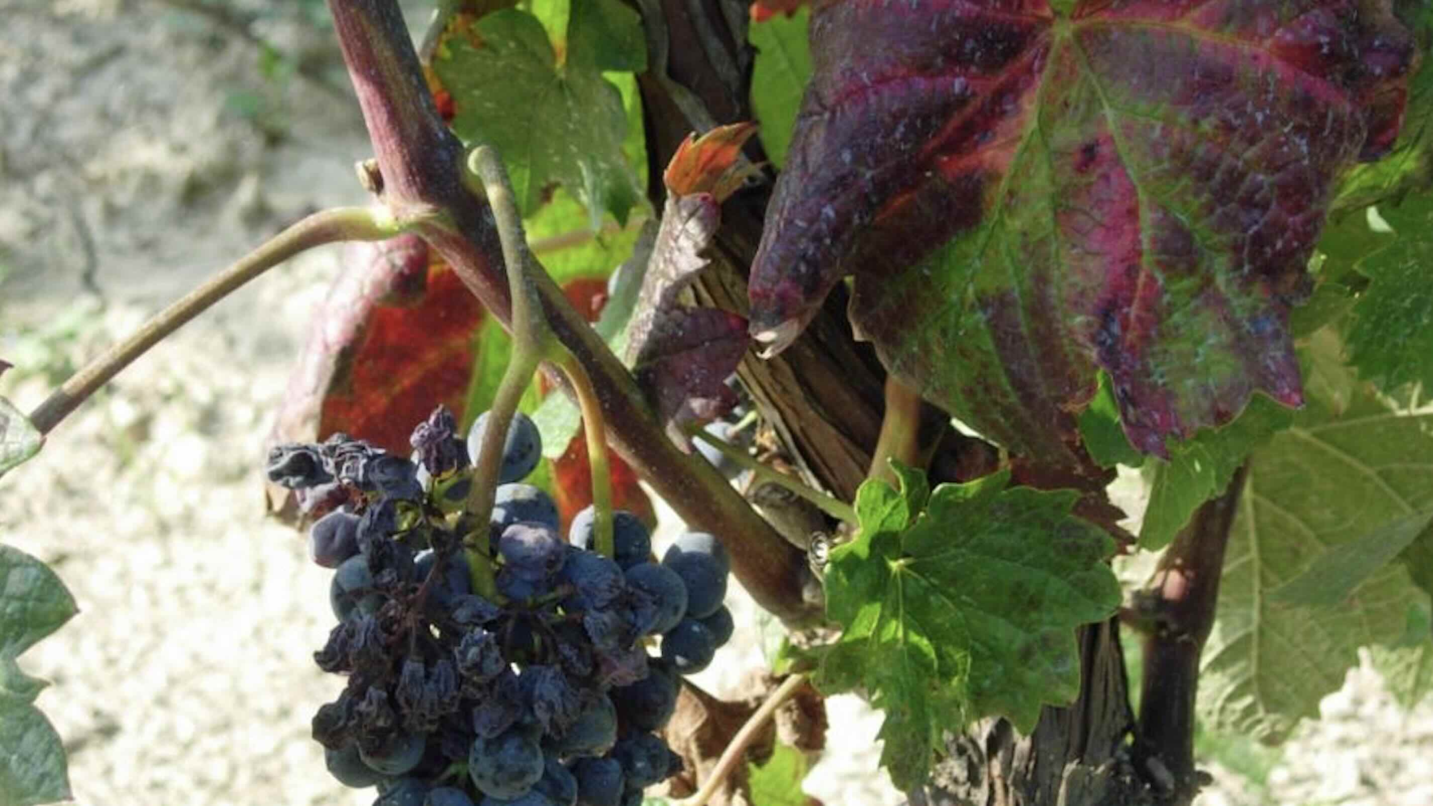 Foglia vite colpita da flavescenza dorata