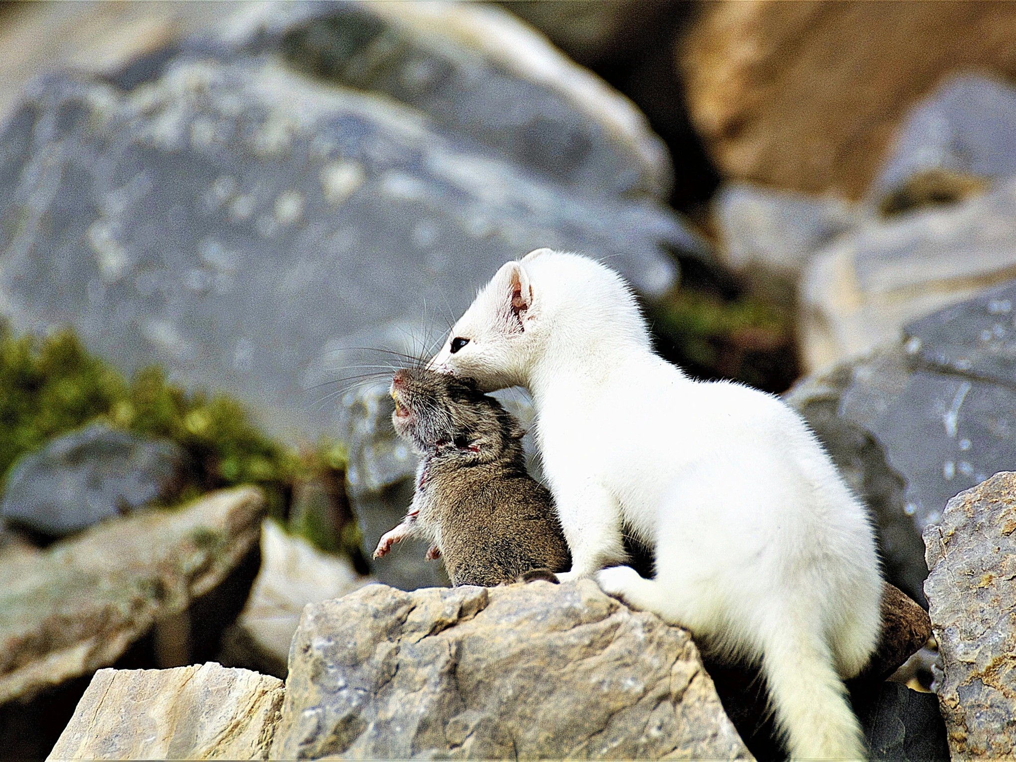 ermellino foto pelazza