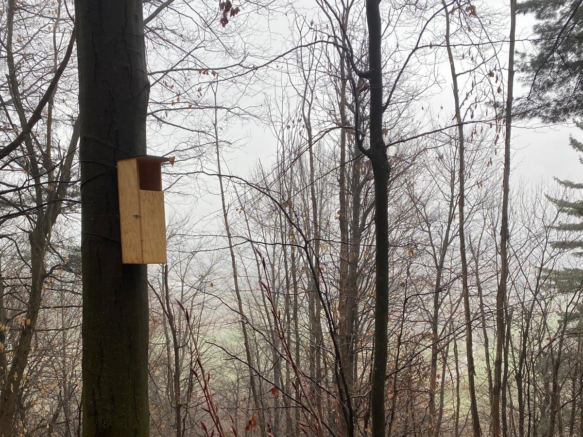PROVINCIA GRANDA - I nuovi nidi per i gufi lungo il sentiero verso la collina di Mombrisone