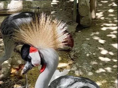 PROVINCIA GRANDA - Gru Parco Safari Murazzano