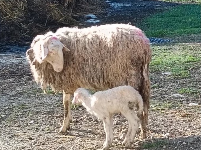 PROVINCIA GRANDA - Pecora con il piccolo Forletto Murazzano