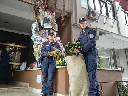 PROVINCIA GRANDA - Una talea dell'albero di Falcone in via Notarbartolo a Palermo