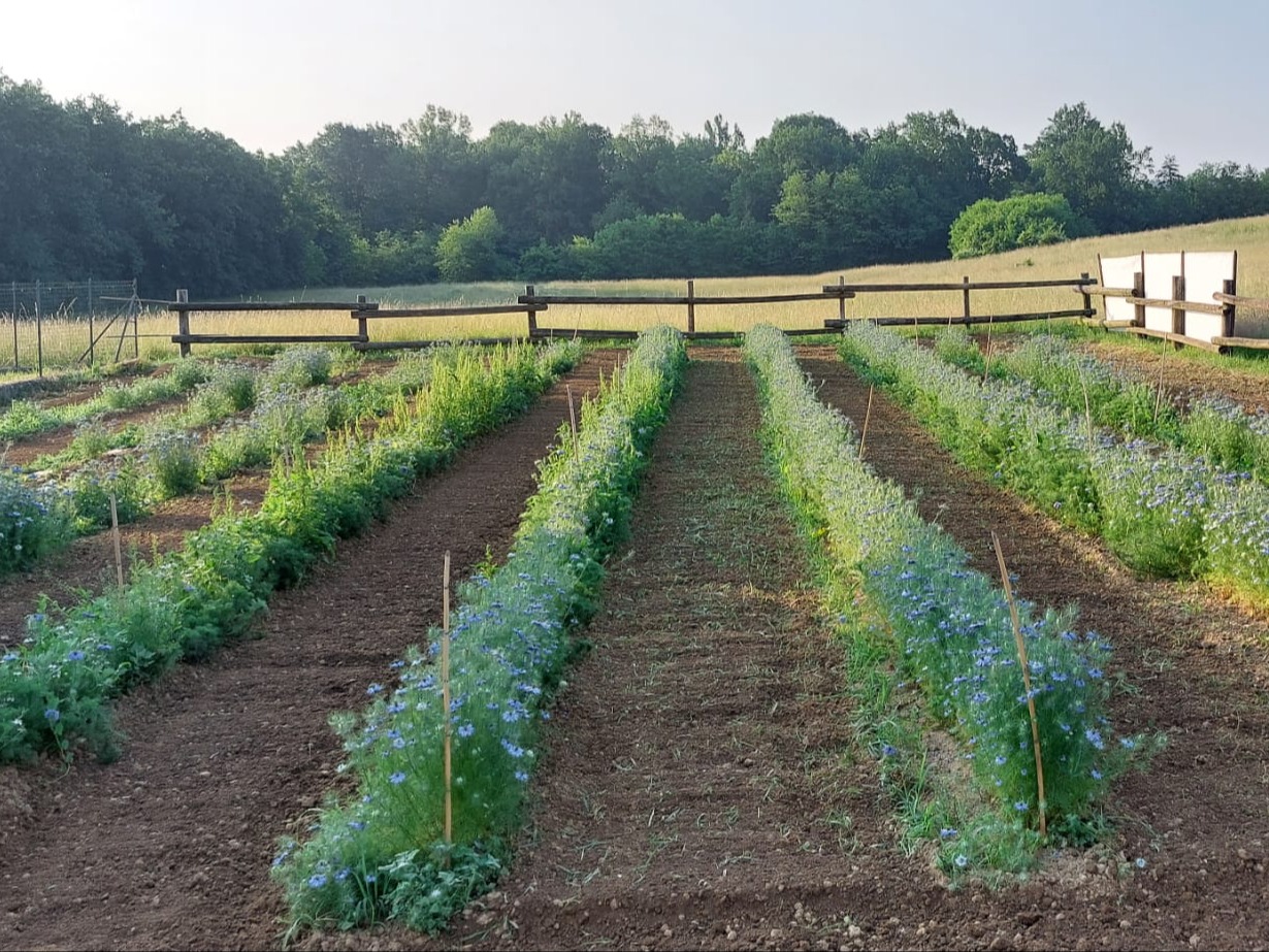 PROVINCIA GRANDA - Il campo sperimentale con la nigella fiorita