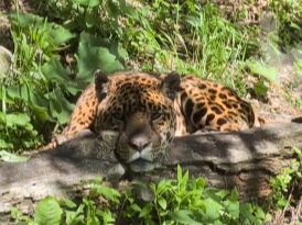 PROVINCIA GRANDA - Ef Animals Parco Safari Murazzano maggio 2026