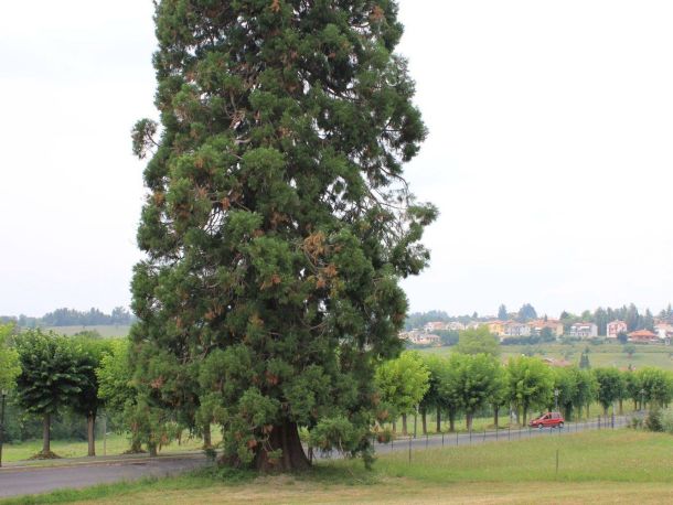 PROVINCIA GRANDA - La sequoia monumentale in via delle Acque a Vicoforte