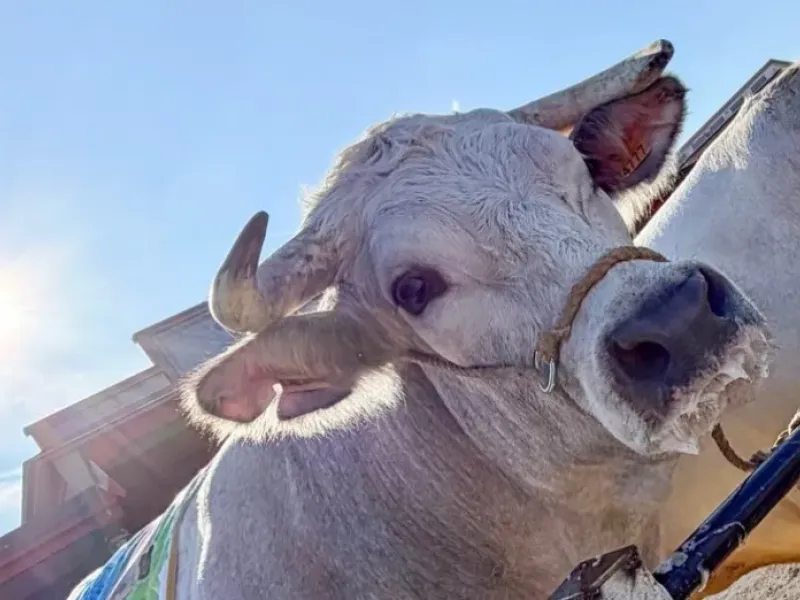 Everest, bue grasso più pesante di Andrea Migliore di Caraglio, alla Fiera del Bue Grasso 2025 Carrù
