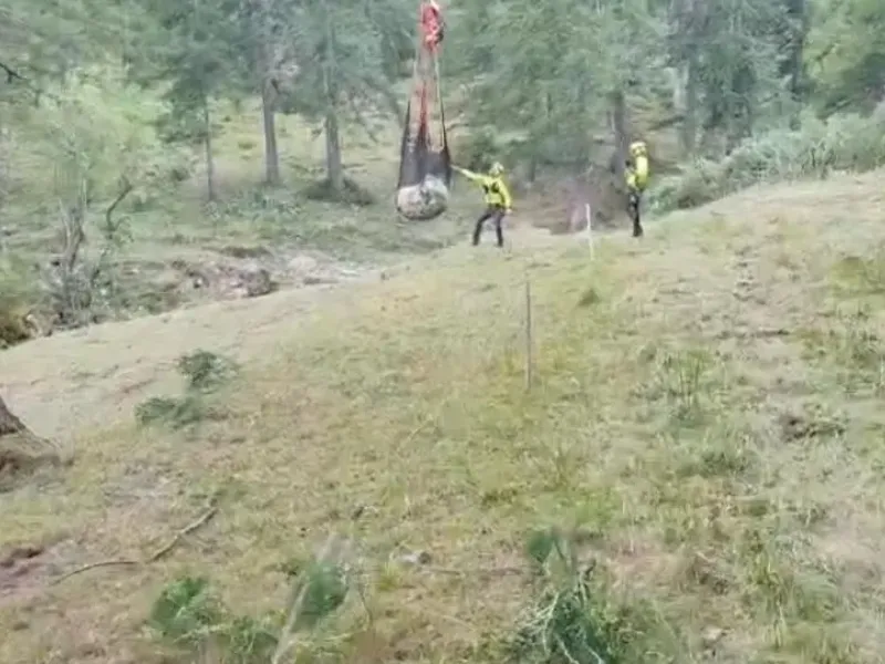 PROVINCIA GRANDA - Bovino in una scarpata a Briga Alta