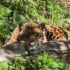 PROVINCIA GRANDA - Ef Animals Parco Safari Murazzano maggio 2026