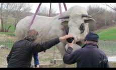 VIDEO - Il toro del piozzese Franco Alessandria è arrivato a Dogliani 