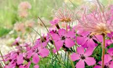 Il garofano di montagna della valle Pesio sulla copertina di una prestigiosa rivista botanica in USA
