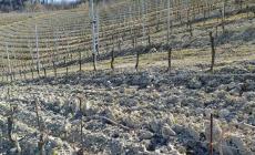 Dogliani: le vigne non si fermano per l’allarme Coronavirus, le vendite di vino sì