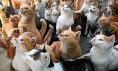 Farigliano ospiterà i gatti più belli del mondo