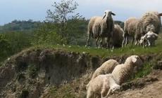 Nuovi attacchi negli allevamenti di Murazzano: due le pecore uccise