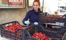 Dogliani: annullata l’Antica Fiera della Ciliegia  