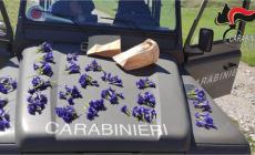 Alta Montagna: regole di buon comportamento - Mezzi nei sentieri, raccolta dei fiori, animali da accompagnamento