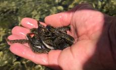 Cinquemila “trotelle” immesse dalla Provincia nel fiume Casotto