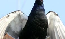 "Attimi di natura" con il CineCamper in Piazza