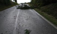 Maltempo: i danni causati da vento e grandine tra Piozzo e Lequio Tanaro