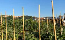 Prima raccolta presso gli orti urbani di Mondovì