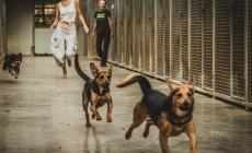 Le emozioni di Free Dogs