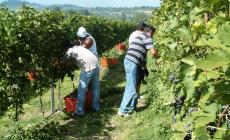 Manodopera estera per il settore agricolo: la Regione chiede di intensificare i controlli anti-covid