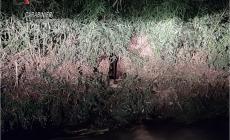 Canale di Rocca de' Baldi inquinato dalle acque di scarto di un impianto di macellazione