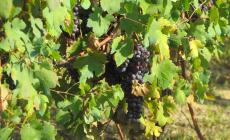 Vino, produzione di Dolcetto nel 2020: solo -0,4% rispetto all’anno precedente. Il problema? La redditività