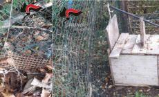 A Bastia trovate trappole per la cattura di animali selvatici: il proprietario segnalato alla Procura