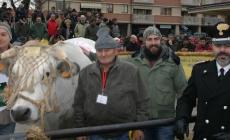Fiera del Bue Grasso di Carrù senza pubblico: il 10 dicembre le premiazioni in diretta streaming
