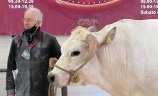 Carrù, Fiera Nazionale del Bue Grasso: il premio più importante va all'allevatore Vallino di Marene