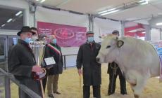 Fiera del Bue Grasso di Carrù 2020: i migliori scatti della giornata