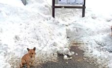Villanova Mondovì: “Balù” abbandonato e salvato dalla Lida Cuneo