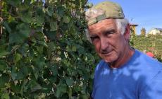 Tragedia a Monforte d'Alba: produttore di vino muore travolto dal trattore