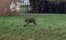 Un lupo a pochi metri della chiesa dell'Annunziata a Beinette 