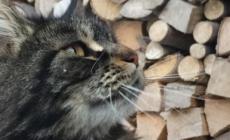 La chiamano "la dominatrice della Certosa", è una bellissima gattina e da quattro giorni non si è più vista