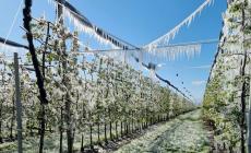 Il comunicato stampa di Confagricoltura: frutteti cuneesi colpiti dalla forte ondata di gelo, danni alle produzioni superiori al 50% 

