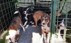 Sette cuccioli abbandonati a Riforano di Castelletto Stura