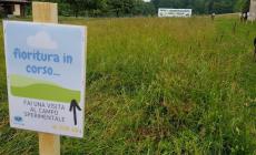 Niella: sabato l’inaugurazione del campo sperimentale con i fiori di Nigella