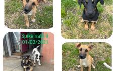 Tanti cuccioli in attesa di famiglie al rifugio "la Cuccia"
