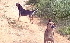 Bagnasco: cani senza custodia, caso segnalato da “Stop Animal Crimes”