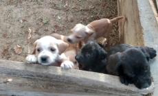 Piozzo: 4 cuccioli abbandonati cercano casa