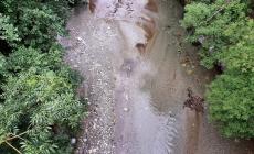 Morìa di pesci nel torrente Corsaglia a monte di Torre Mondovì
