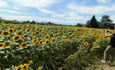 Girasoli a Farigliano, boom di turisti