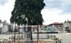 Cimitero chiuso venerdì per il taglio di tre pini pericolanti