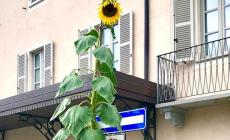 Farigliano: è sbocciato il girasole gigante