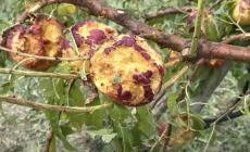 Mondovì: frutta danneggiata dalla grandine