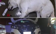 Miracolo a Mondovì: il cane Paraflu sopravvive dopo essere stato investito da un’auto sulla A6 