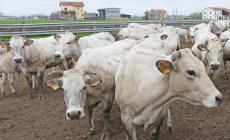 Allarme Confagricoltura: a rischio la filiera zootecnica piemontese
