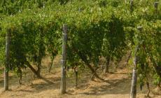 Sabato è iniziata la vendemmia del Dolcetto